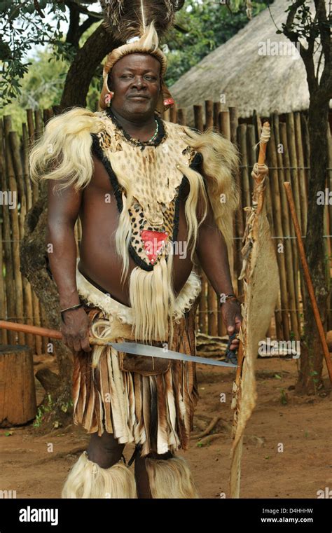 People Zulu Chief Man Traditional Ceremonial Dress Spear And Shield Posing Culture Theme