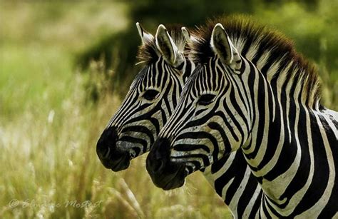 A Pair Of Zebra Look Like Twins Zebra The Coolest