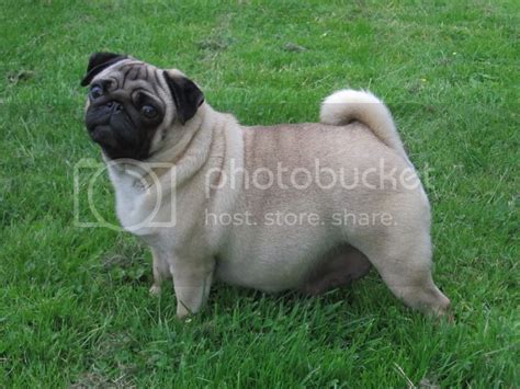 Pregnant Pug New Rider Forum