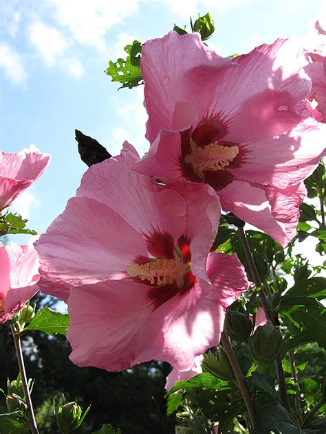 Pink Giant Rose Of Sharon Hibiscus Syriacus Pink Giant In Columbus