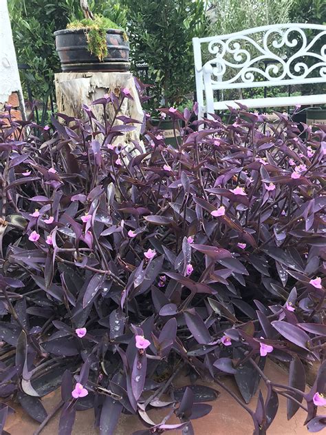 The Purple Heart Plant Succulent Plant For Groundcover