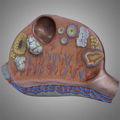 Anatomy Ovary 3d Turbosquid 1520711