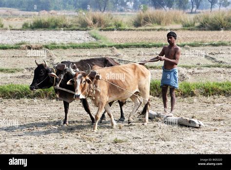 Farmer Ploughing A Rice Field Using Traditional Oxen Pulled Plough