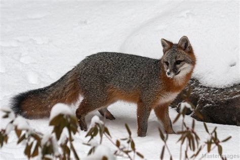 Northern Gray Fox
