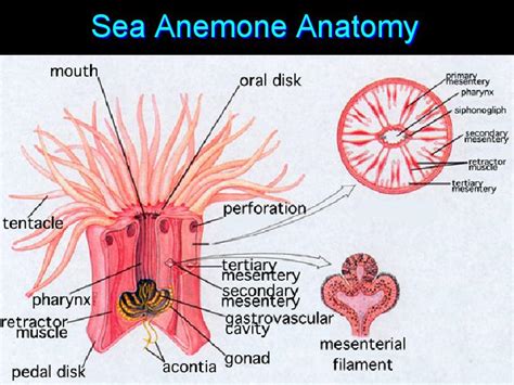 Pacific Corner Sea Anemone