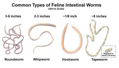 17 Major Difference Between Roundworm And Tapeworm With Table Core