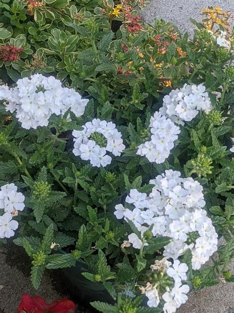 Photo Of The Entire Plant Of Verbena Verbena X Hybrida Lascar™ White