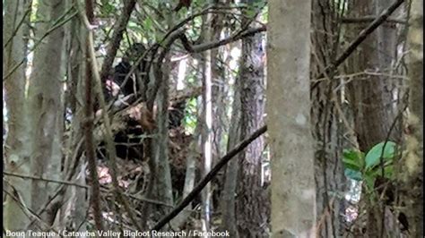 Bigfoot Spotted In North Carolina Iheartradio Coast To Coast Am