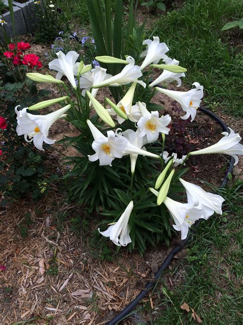 Easter Lilies Lilium Lonlorum In Zone 5 9 When They Are Done