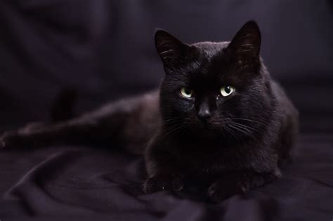 黑猫图片 黑色背景上的黑猫素材 高清图片 摄影照片 寻图免费打包下载