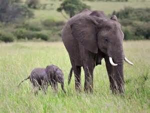 These Baby Elephants Provide New Talent For The Next