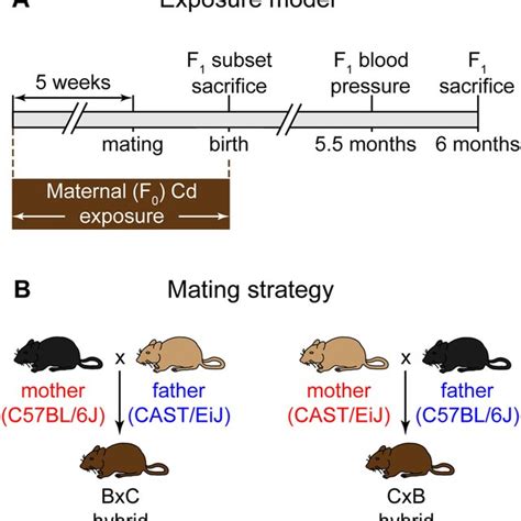 Maternal Cd Exposure Model And Mating Strategy To Produce Download Scientific Diagram