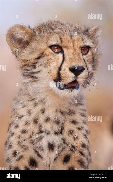 Baby Cheetah Face