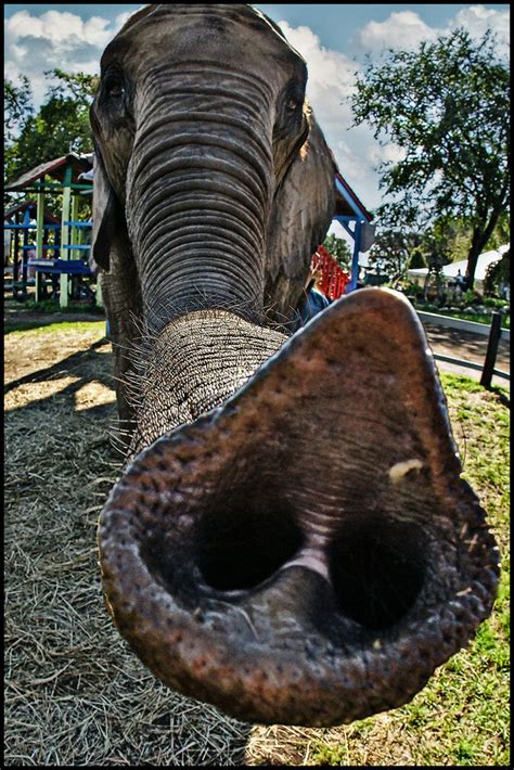 Elephant Trunk This Is A True Story Im Walking Around