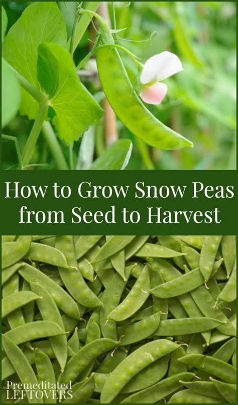 Start Growing Your Own Snow Peas With This Helpful Guide On How To Grow