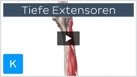 Video Tiefe Extensoren Des Unterarms Kenhub