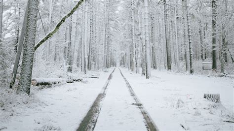 Winter Forest Path Snow Wallpapers Wallpaper Cave
