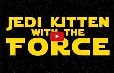 Jedi Kitten With The Force