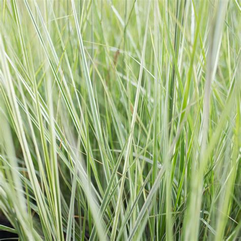Feather Reed Grass Avalanche For Sale Online The Greenhouse