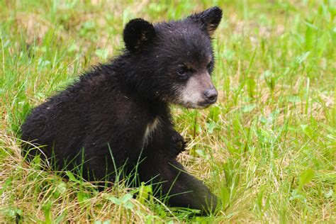 Bear Cub Found Dead — Possibly Murdered — In Central Park