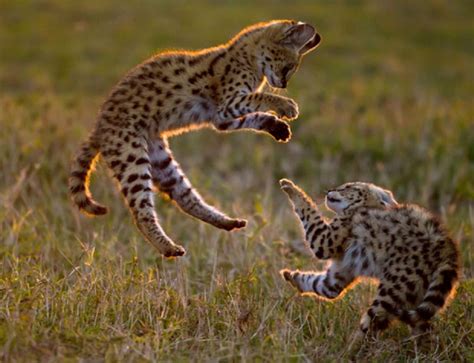 Wild Cats The Serval