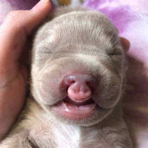 Cleft Palate Dogs And Puppies — Rescue Me