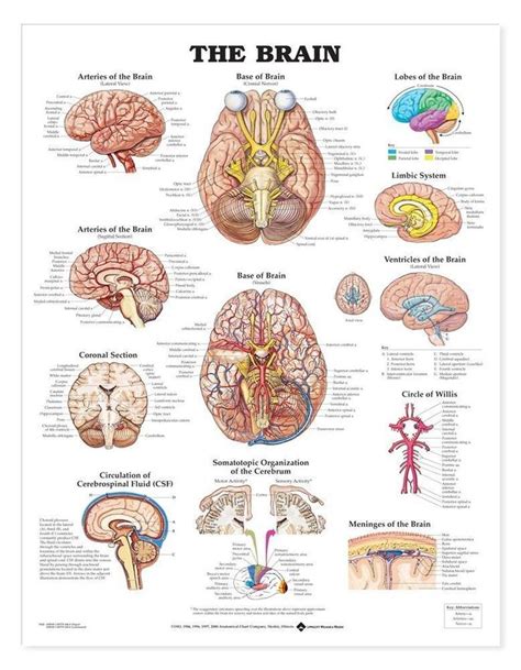 The Brain Laminated Anatomical Chart Brain Anatomy Brain Science Neurology
