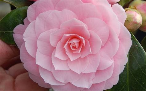 Buy Pink Perfection Camellia For Sale Online From Wilson Bros Gardens