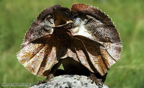 Bbc Nature Frilled Lizard Videos News And Facts