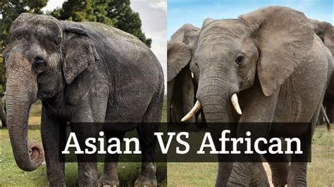 african elephant vs asian elephant youtube