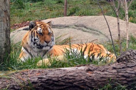 Relaxed Amur Tiger Charles Barilleaux Flickr