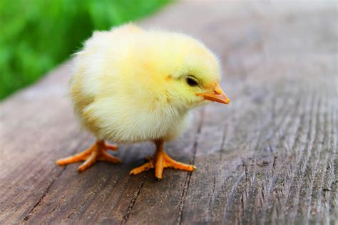 Free Stock Photo Of Animal Chick Chicken