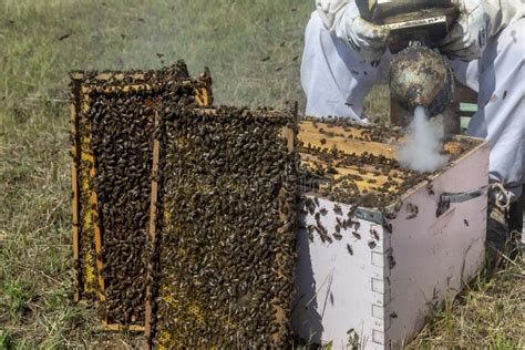 Beekeepers Working To Collect Honey Stock Photo Image Of Hexagon