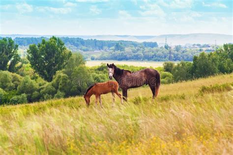 Pasturing Colt And Horse In The Countryside Stock Image Image Of