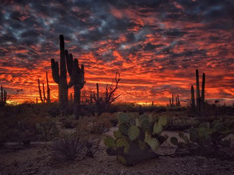 Tucson Arizona Sunset Flaming Sky Desert Landscape With