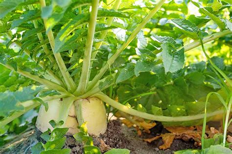 How To Grow Daikon Radish Gardeners Path