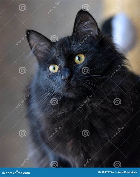 Черный пушистый молодой кот Стоковое Фото изображение насчитывающей