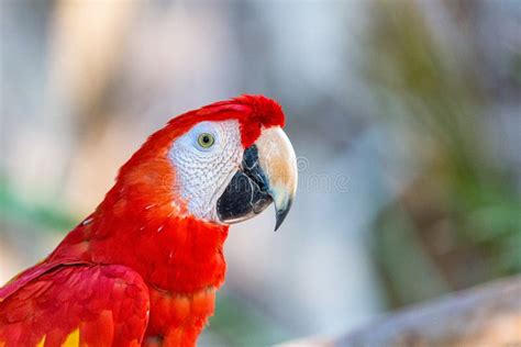 Close Up Scarlet Macaw Bird Profile Stock Photo Image Of Bird Space