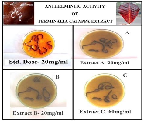 Figure 4 From Determination Of Anthelmintic Activity Of Terminalia