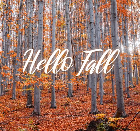 10 New Hello Fall Pictures And Quotes