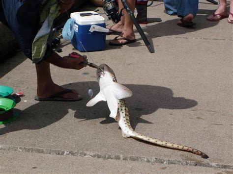 Baby Tiger Shark Photo