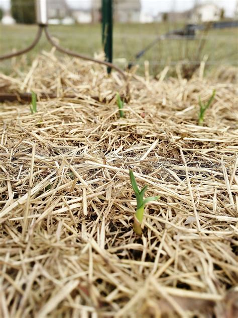 We did not find results for: Garlic is sprouting! Time to uncover your perennials (and ...