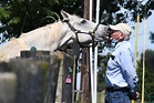 At 28, Silver Charm rules as oldest living Derby winner | Old Friend Equine
