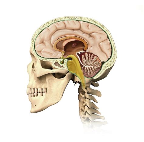 Human Head Anatomy Photograph By Leonello Calvettiscience Photo