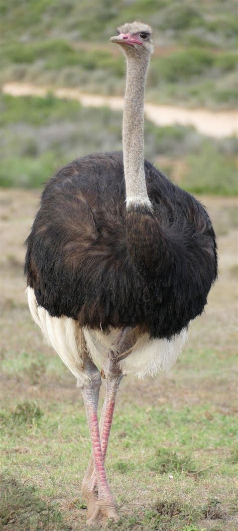 About Wild Animals Does An Ostrich Bury Its Head In The Sand