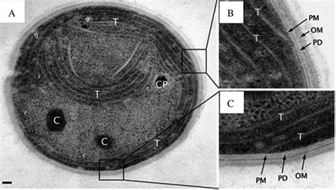 The Subcellular Structure Of Cyanobacteria A The Electron Micrograph
