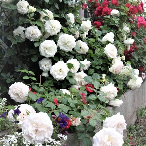 Palais Royal White Eden Rose ® Climbing Rose Famous Roses