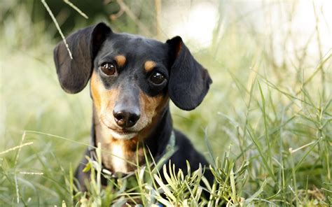Dachshund Full Hd Wallpaper And Background Image 2560x1600 Id325467
