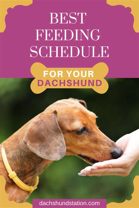 I sincerely hope that this blog post helped you figure out the best dog food for dachshunds. 3 Easy Ways To Keep Your Dachshund Healthy | Dog food ...