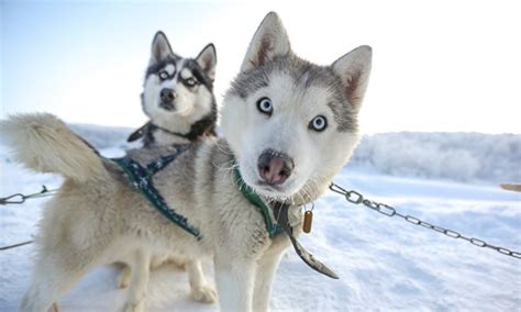The First Sled Dogs Appear In The Arctic 9500 Years Ago
